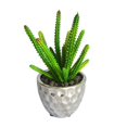 thumbnail image 1 of Jeco HD-BT180 4,72 Po Plante Succulente&44; Vert, 1 of 1