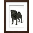 thumbnail image 2 of Black Pug, Animals Framed Art Print Wall Art Sold by Art.Com, 2 of 6