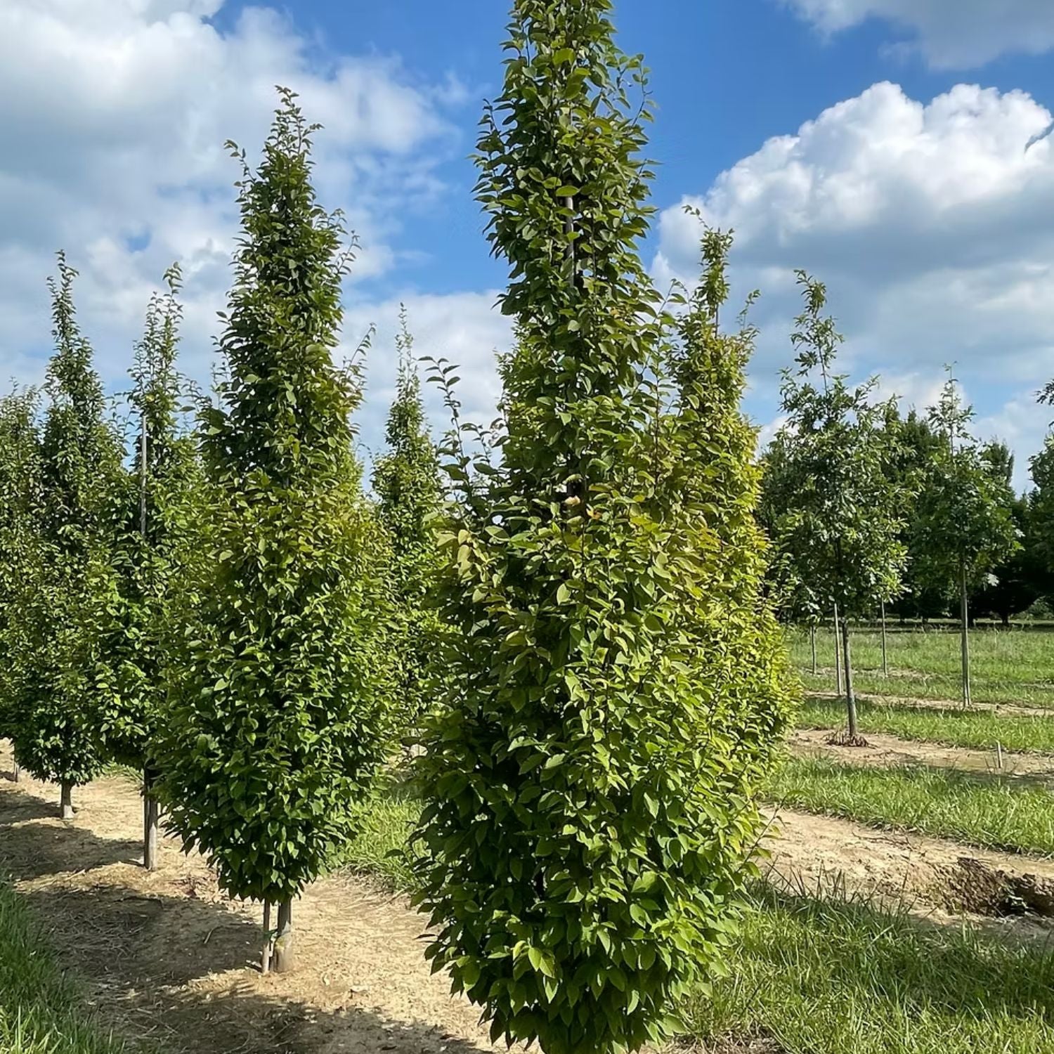 Expert Gardener 2-3' Hornbeam Frans Fontaine in 1 gal. Grower Pot