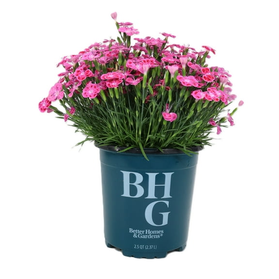Better Homes and Gardens Outdoor Live Plant Dianthus Carnation Pashmina Pink & White 2.5QT, Full Sun