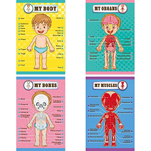 the human body organs labeled for kids
