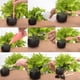 thumbnail image 3 of 16PCS Mini Juego de Herramientas de Jardinería Plantas Suculentas Herramientas de Bricolaje Kit de Herramientas de Plantación de Jardín, 3 of 8
