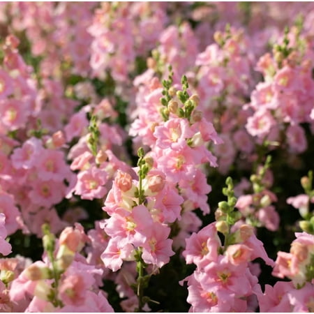 Pink Snapdragon Plant Live, Well Rooted Plug for Planting, Flowering Plant, Snapdragon Flower Plant for Outdoor Garden or Container Growing