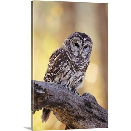 Manzanita Perch Multi Branch - Great BIG Canvas John Hyde Premium Thick-Wrap Canvas entitled Barred Owl (Strix Varia) Perched On A Cottonwood Tree Branch