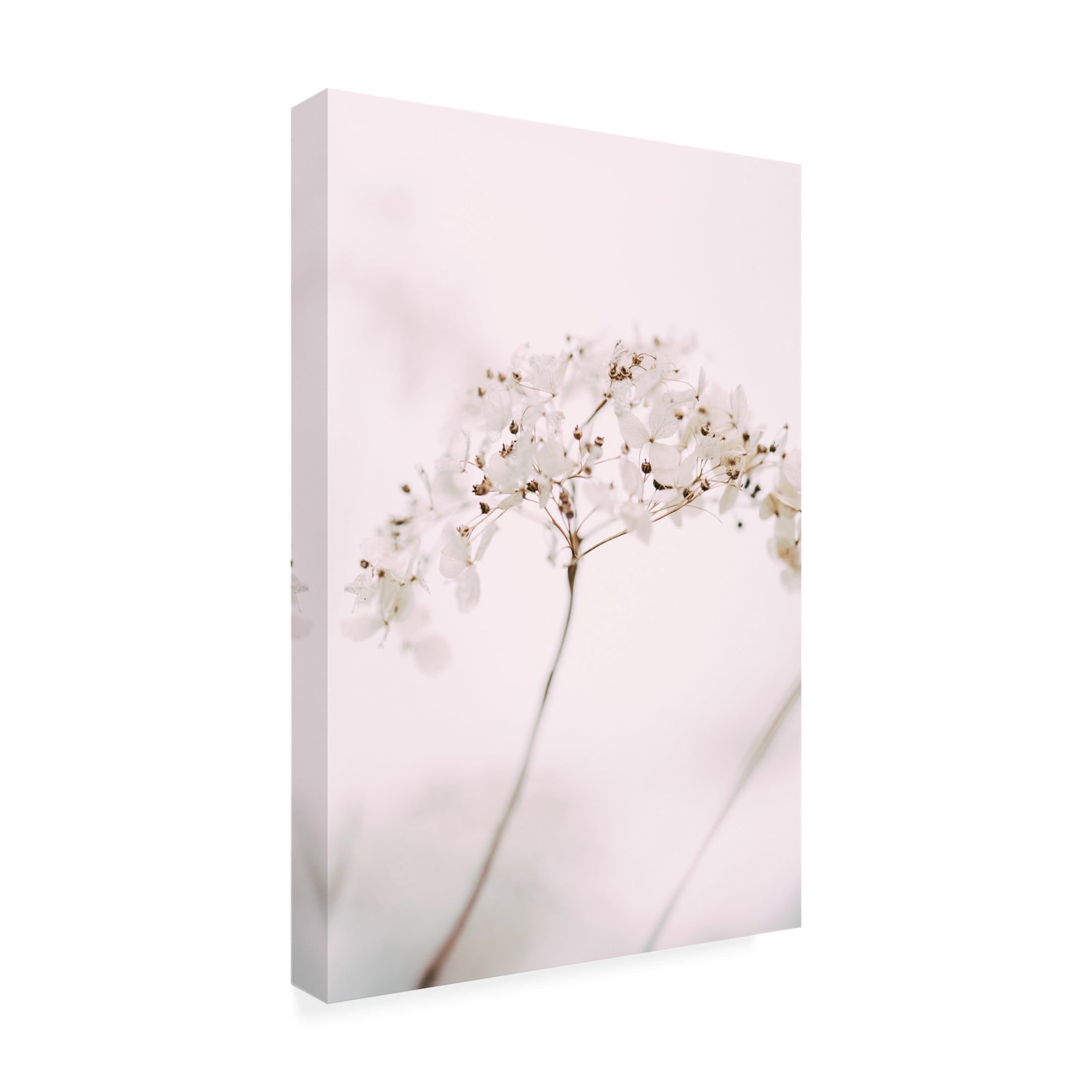 Trademark Fine Art Pictufy Studio Soft Dried Flower Pink Canvas Wall Art