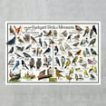 thumbnail image 2 of Backyard Birds of Minnesota Bird Identification Poster - Birdwatching Nature Chart, 2 of 4