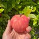 thumbnail image 4 of Juguete para apretar frutas, suave TPR, rebote lento, alta simulación, maltosa, juguetes para apretar frutas, juguete sensorial de descompresión, frutas elásticas, juguete para aliviar el estrés,, 4 of 7
