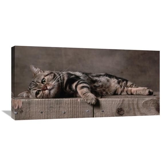 Global Gallery Yann Arthus-Bertrand,'American Shorthair Brown Patched Tabby Cat' Stretched Canvas Artwork