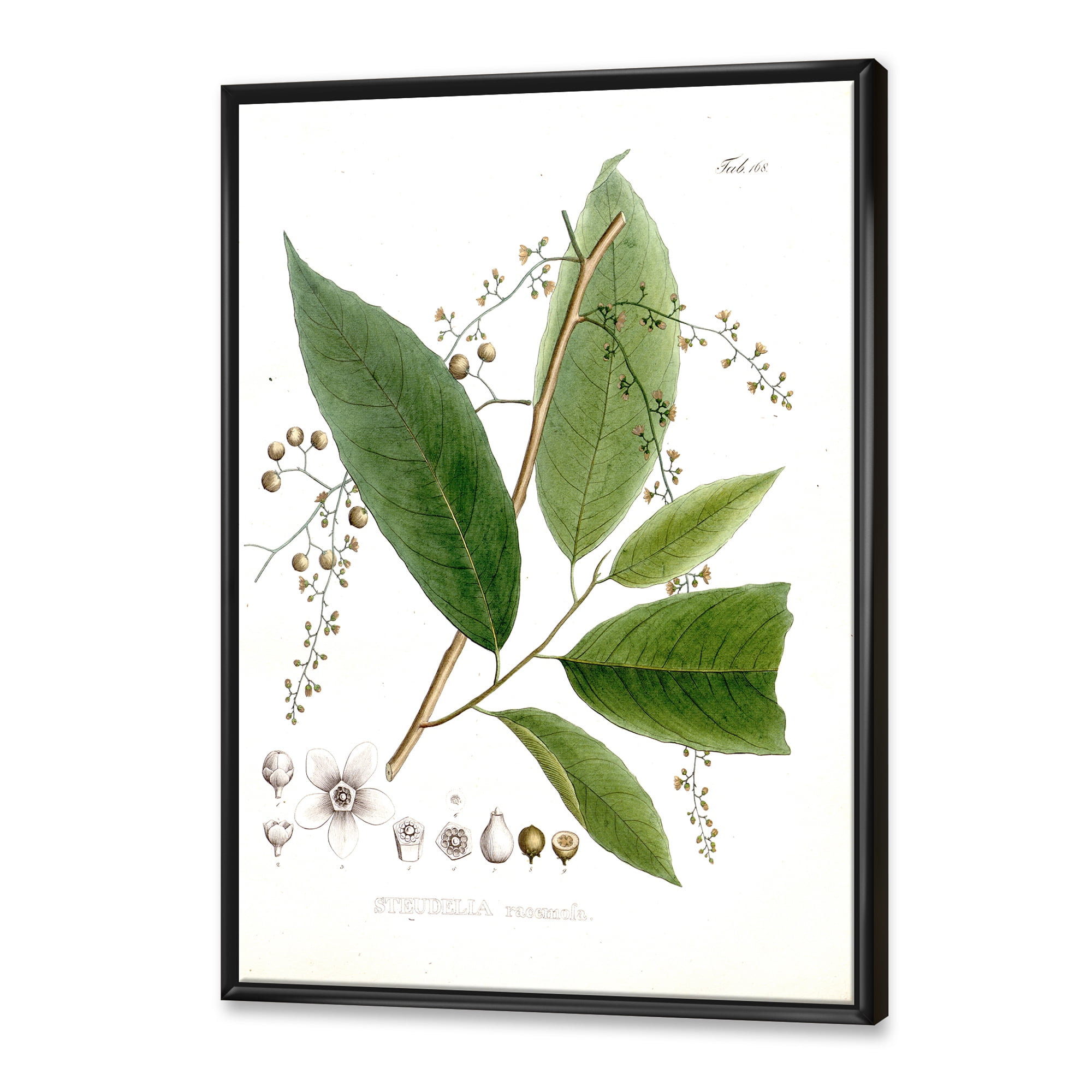 Designart 'Ancient Brazilian Plant I' Traditional Framed Canvas Wall Art Print