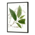 thumbnail image 3 of Designart 'Ancient Brazilian Plant I' Traditional Framed Canvas Wall Art Print, 3 of 5