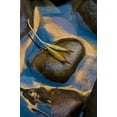 thumbnail image 2 of Rotenberg, Nancy 17x24 Gold Ornate Wood Framed with Double Matting Museum Art Print Titled - USA, Utah, Zion NP Leaf on rock in water, 2 of 4