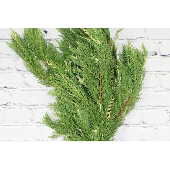 Real Touch Flowers - Fresh & Natural Leyland Cedar Variegated - 1 Bunch (10 Stems)