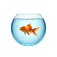 thumbnail image 4 of cartoon Goldfish Theme Stickers, Waterproof Goldfish Theme Sticker for Water Bottle Laptop Phone Cases Planner Skateboard Luggage Helmet Party Favor Decor, Ideal for Adults Teens Teacher Rewards, 4 of 9