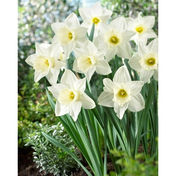 Mount Hood Large Trumpet Daffodil Bulbs for Planting Large White Elegant Blooms 10 Bulbs