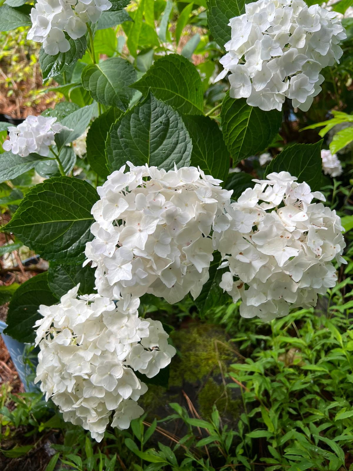 Blushing Bride Endless Summer Hydrangea 3 Gallon Pure White SemiDouble
