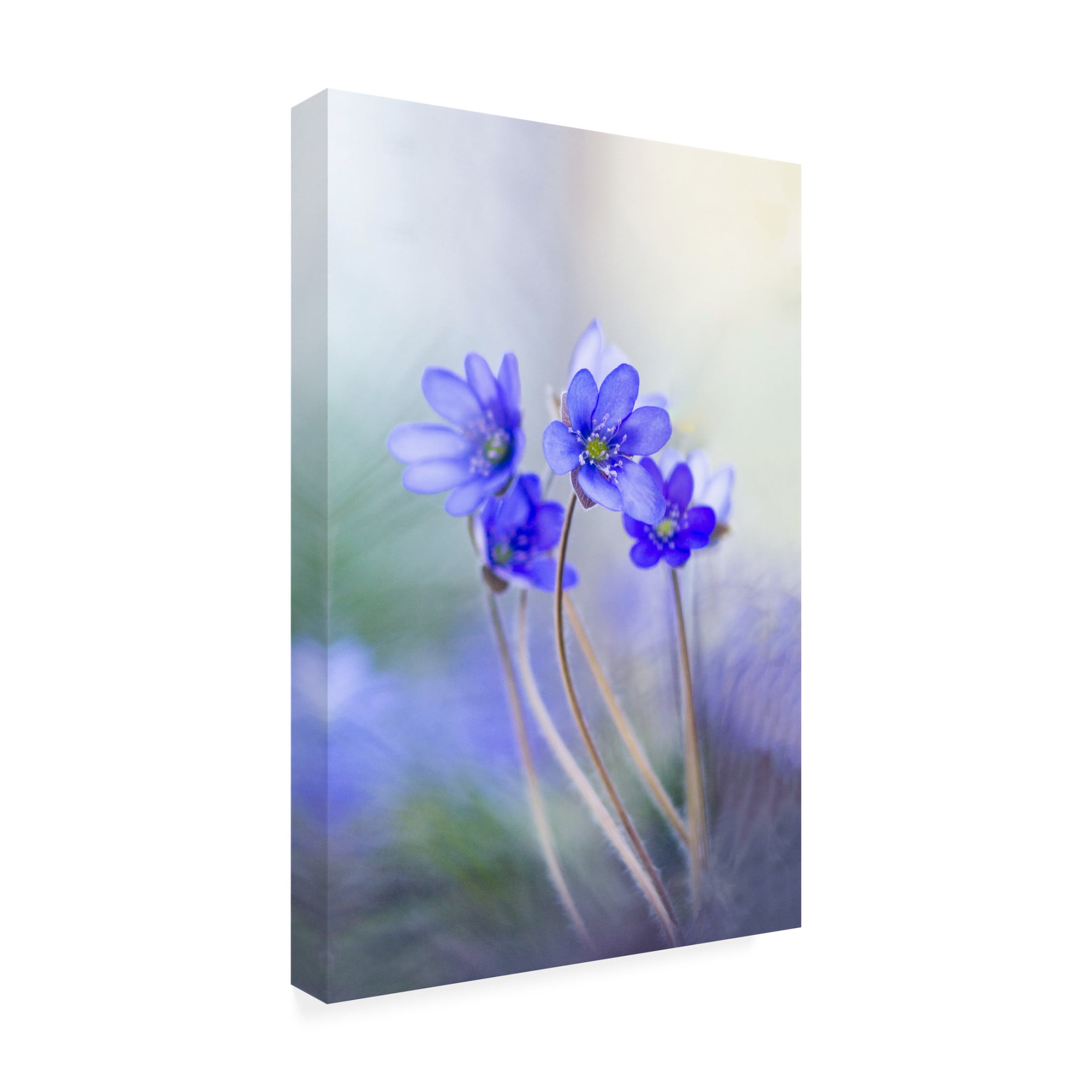 Canvas Wall Art - Davis Zandersons 'Memories Of A Spring Ii' Wall Art for Living Room, Bedroom, or Office Décor by Trademark Fine Art - 16 x 24 Inches
