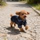 thumbnail image 1 of Luxshiny 1Jgo Para Perro Pequeño En Azul Oscuro Con Y, 1 of 7