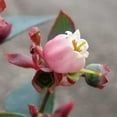 thumbnail image 4 of Southern Living Takes The Cake Blueberry Bush Live Shrub in 2.5-Quart Grower Pot, 4 of 10