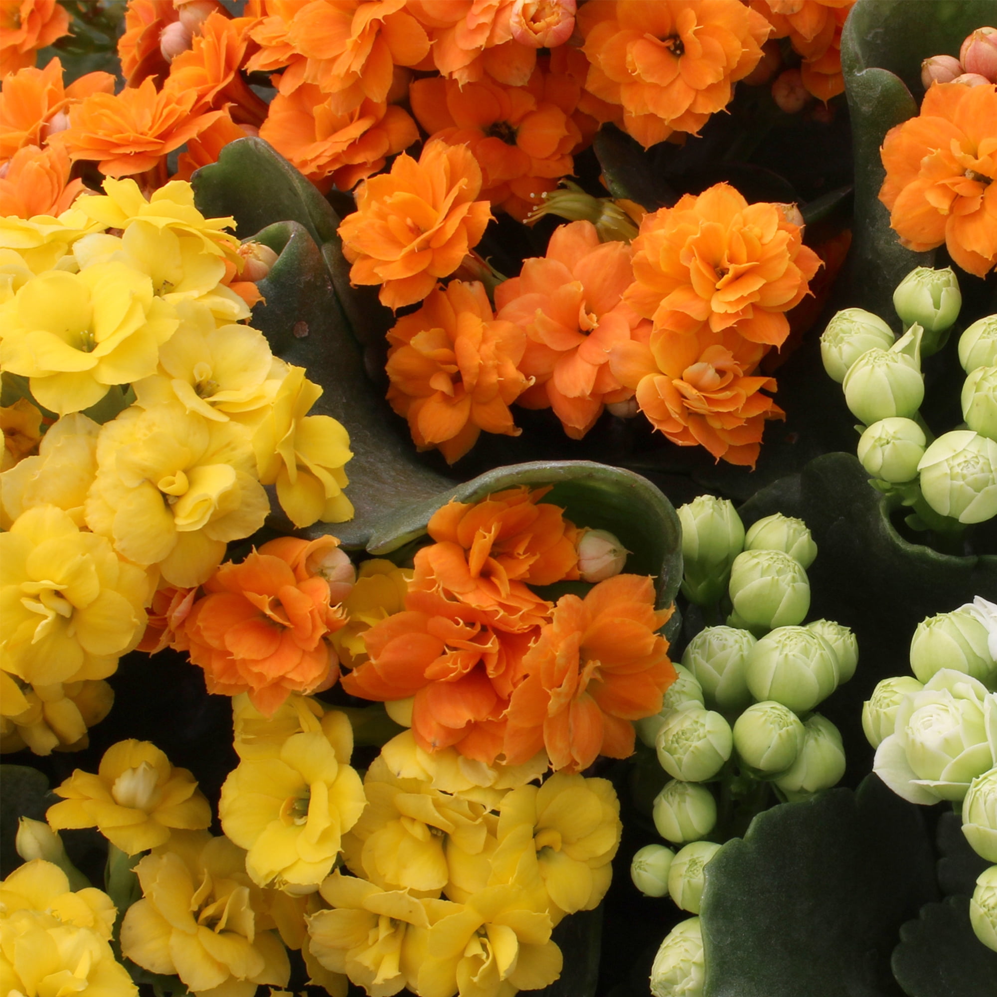 Element Live Plant Kalanchoe Blossfeldiana Succulent Assorted Color in 4in Pot