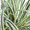 Green & White, variant on Southern Living EverColor Everest Carex 'Sedge' Live Perennial Ornamental Grass in 2.5-Quart Grower Pot