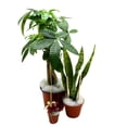 thumbnail image 4 of Harmony Foliage Strawberry Begonia in 2 inch pots 90-Pack Bulk Wholesale Creeping Saxifrage Saxifraga stolonifera, 4 of 5