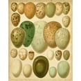 thumbnail image 2 of Meyers 12x14 White Modern Wood Framed Museum Art Print Titled - Vintage Bird Eggs II, 2 of 4
