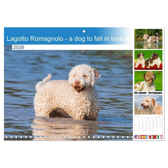 Lagotto Romagnolo - a dog to fall in love with (Monthly Wall Calendar 2026 16.5 x 23.4 (open)), CALVENDO 14 Month Calendar