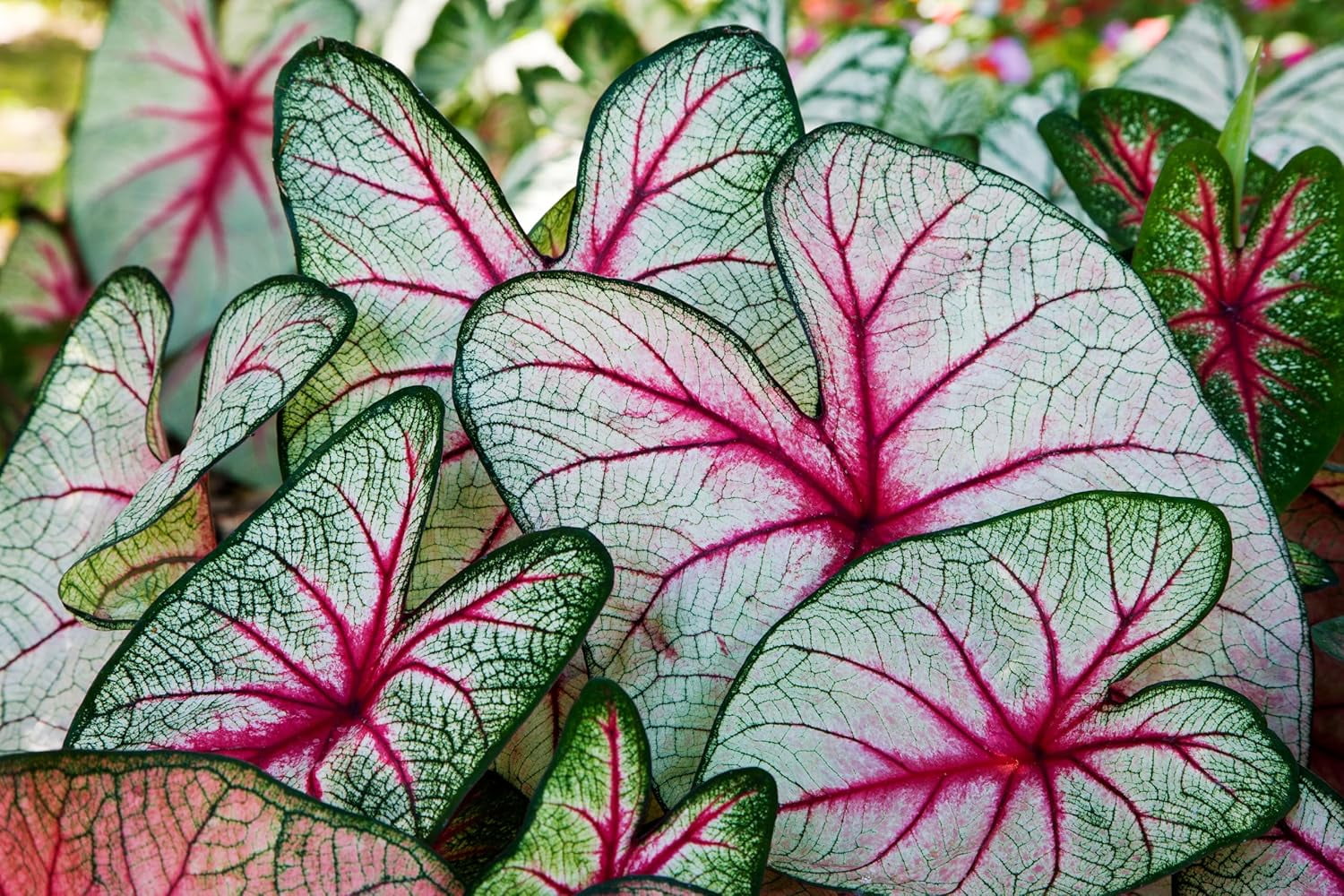 Bubble Gum Breeze Caladium Bulbs for Planting - Perennial Hosta, Elephant Ears (2 Bulbs)