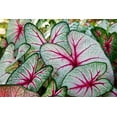 thumbnail image 3 of Heart of Jesus Caladium Bulbs for Planting - Perennial Hosta, Elephant Ears, Fancy (6 Bulbs), 3 of 5