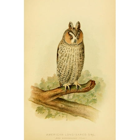 Hawks & Owls of the US 1893 Long-eared Owl Canvas Art - JL Ridgway (18 x 24)