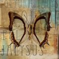 thumbnail image 2 of Polyurabutterfly II Poster Print by Patricia Pinto (24 x 24), 2 of 4