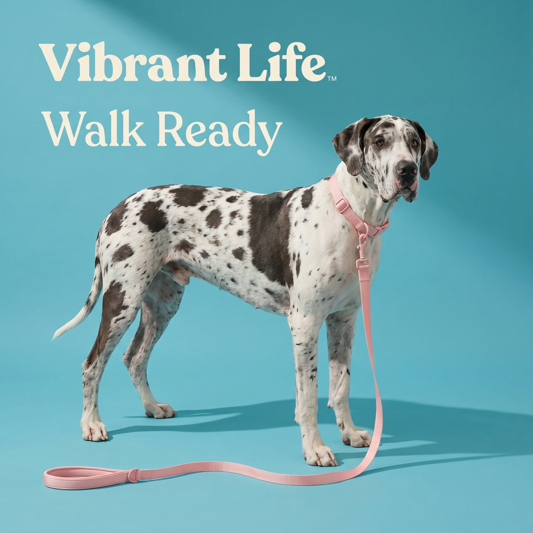 Vibrant Life 6 ft Neoprene Cushioned Leash, Soft Pink, Medium / Large
