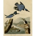 thumbnail image 2 of Vintage Apple Collection 12x14 Gold Ornate Wood Framed with Double Matting Museum Art Print Titled - Belted Kingfisher, 2 of 4