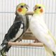 thumbnail image 2 of Espejo para pájaros con campana para mascotas, fácil de usar, divertido juguete para loros, diseño de campana, jaula para pájaros, columpio, juguete de madera para pájaros, 2 of 6