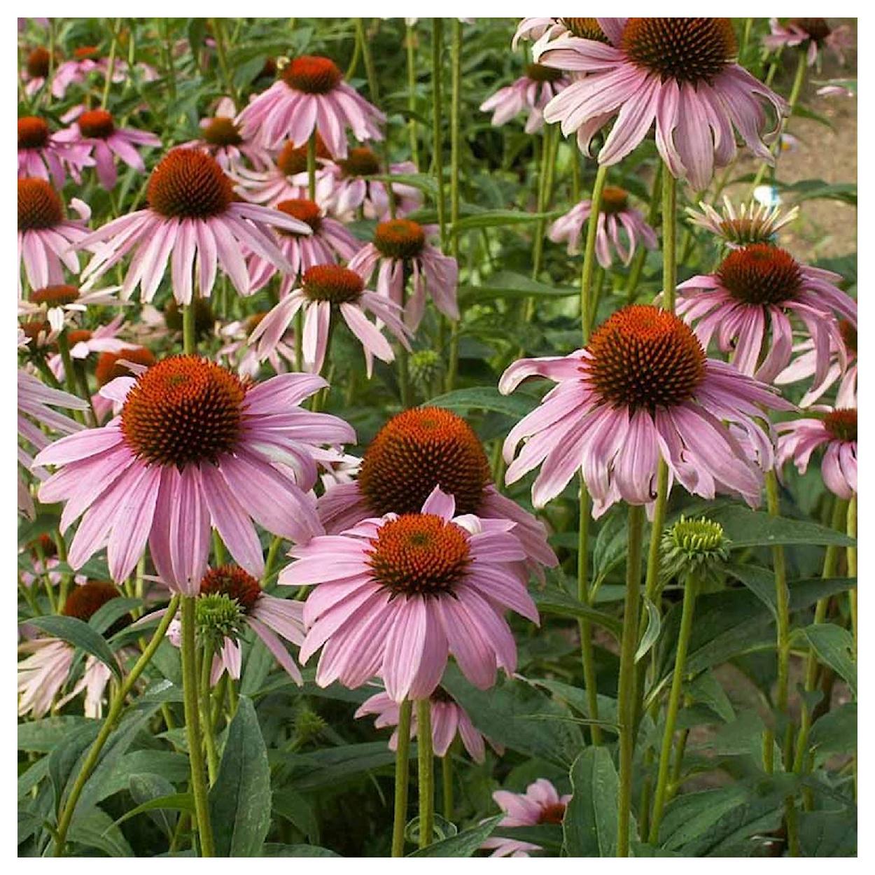 Everwilde Farms - 1 lb Purple Coneflower Native Wildflower Seeds - Gold Vault Bulk Seed Packet