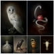 thumbnail image 2 of Impresión de lienzo de serpiente y Granada blanca, águila, búho, Cuervo, Cabra, arte de pared Vintage, decoración de póster de Arte de criatura mágica oscura gótica, 2 of 4