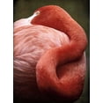 thumbnail image 2 of Van Swearingen, Debra 15x18 White Modern Wood Framed Museum Art Print Titled - Caribbean Flamingo I, 2 of 4