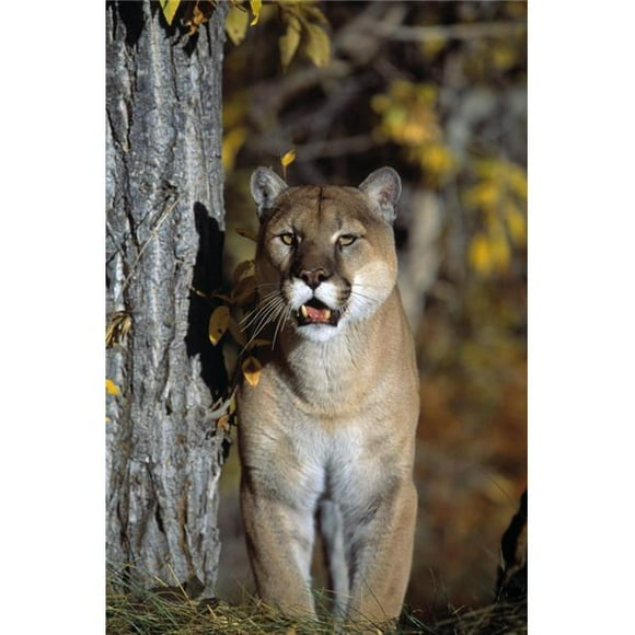 Posterazzi DPI1784712LARGE Mountain Lion Poster Print by Natural Selection David Ponton, 24 x 36 - Large