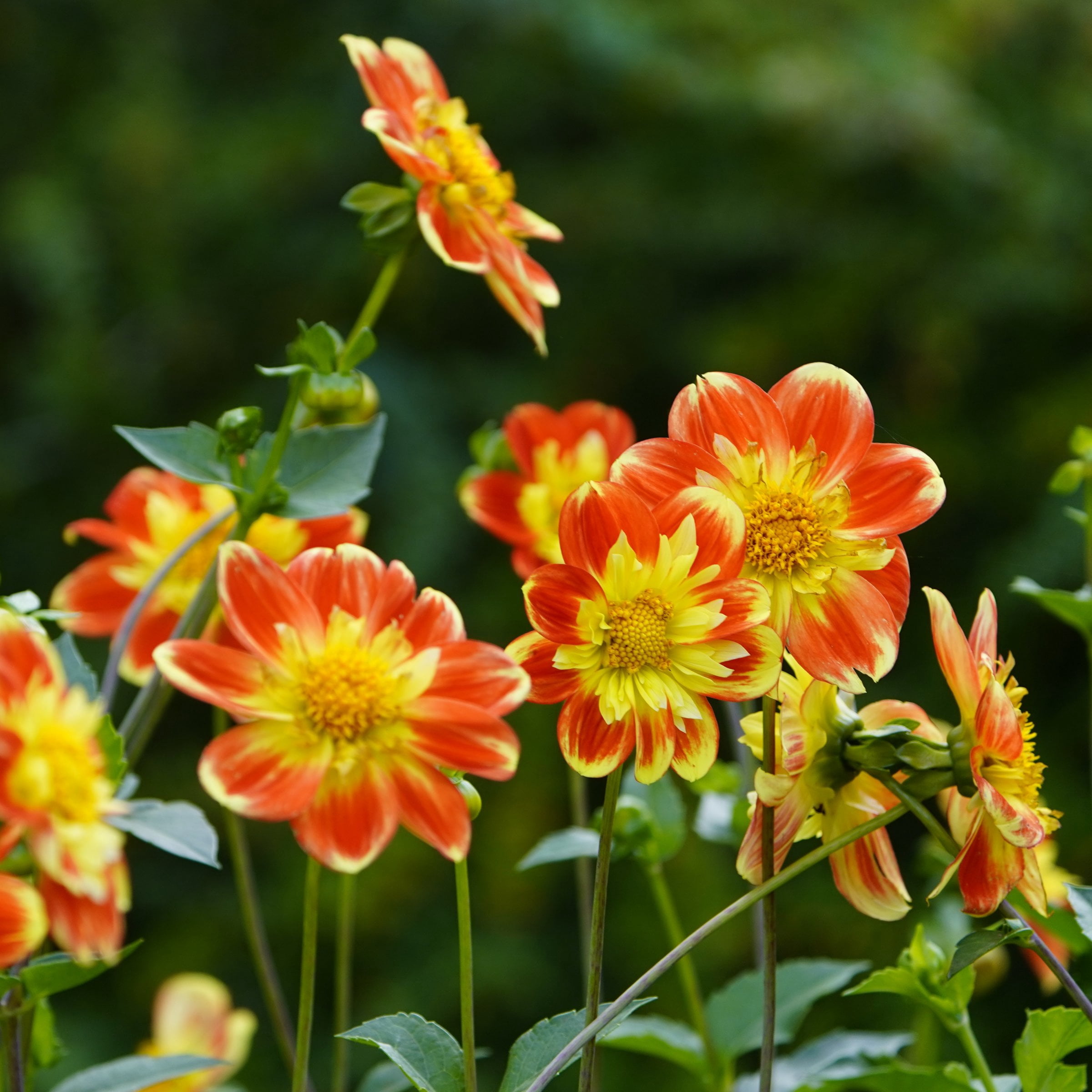 National Plant Network Dahlia Collarette Mixed Bulbs (10-Pack)