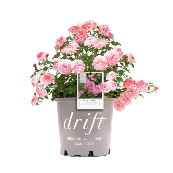 1 Gal. Sweet Drift Rose - Bubblegum Pink Flowers