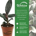 thumbnail image 3 of Burgundy Ficus Tree - Rubber Tree - Live Starter Plant in a 2 Inch Pot - Ficus Elastica - Stunning Easy Care Interior Houseplant, 3 of 6