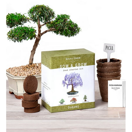 Nature's Blossom Bonsai Garden Seed Starter Kit - Easily Grow 4 Types of Miniature Trees Indoors: A Complete Gardening Set Organic Seeds, Soil, Planting Pots, Plant Labels & Growing Guide. Unique