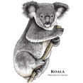 thumbnail image 3 of CafePress - Koala White T Shirt - Men's Classic Cotton T-Shirts, 3 of 3