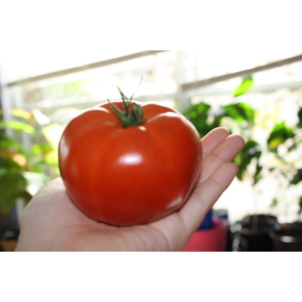 Red Beefsteak Heirloom Tomato 20 Seeds very tasty all Natural OP Non