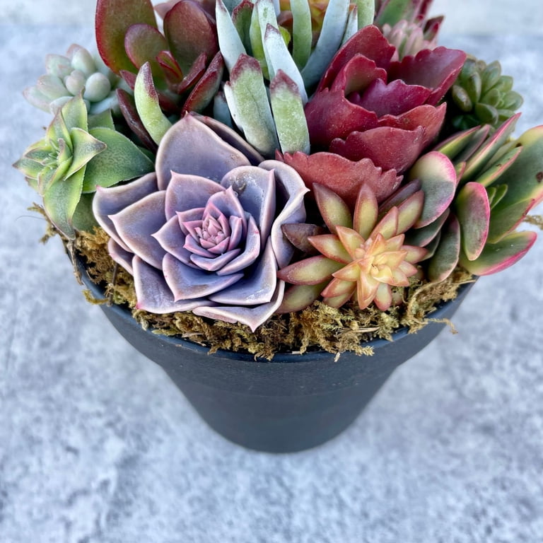 Surfside Succulents Rainbow Road Potted Succulent Garden, Colorful Live  Plants in 4x4 Black Pot - Walmart.com
