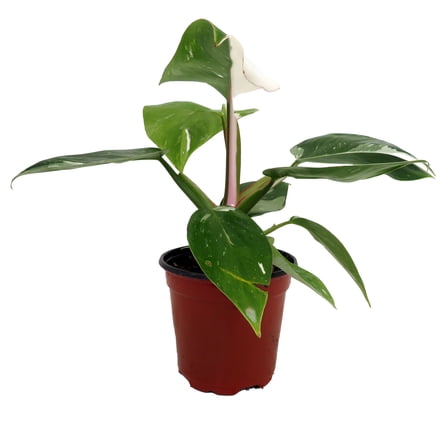Rare White Princess Philodendron - 4" Pot - Collector's Series