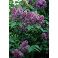 thumbnail image 1 of GSDWIUEW Lilac- Common- 20 Seeds, 1 of 2