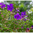 thumbnail image 4 of Blue Tibouchina Live Plant 5–8 Inch Tall, Vibrant Purple-Blue Flowering Princess Flower Shrub for Outdoor Garden & Patio Planting, 4 of 7