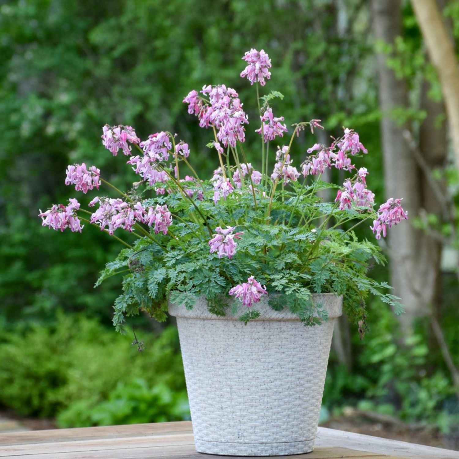 Proven Winners 6" 'Pink Diamonds' Fern-leaved Bleeding Heart Live Plant in 7.5" Pot