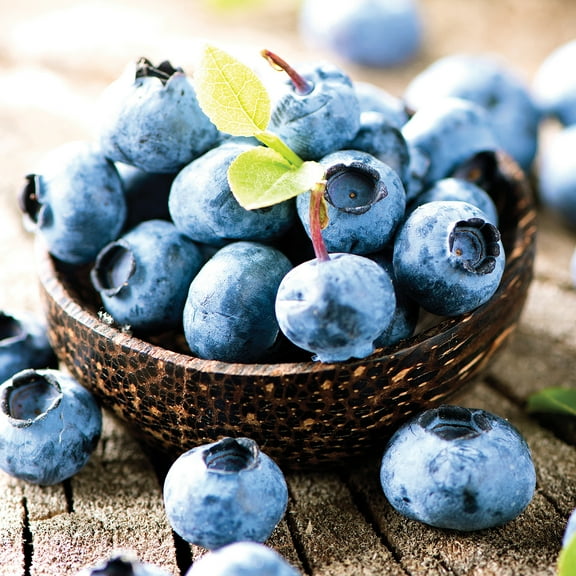 Van Zyverden Blueberry Patch Set of 3 Plants White Full Sun Edible 4 lbs